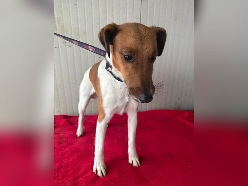 Milo, Glatthaar-Foxterrier-Mix, Rüde, geb. am 03.04.2022, 38 cm, 7,8 kg