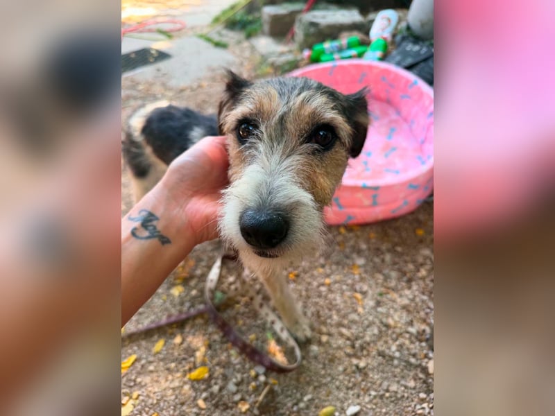 Milly, Foxterrier-Mix, Hündin, geb. am 02.05.2025, 37 cm, 12 kg