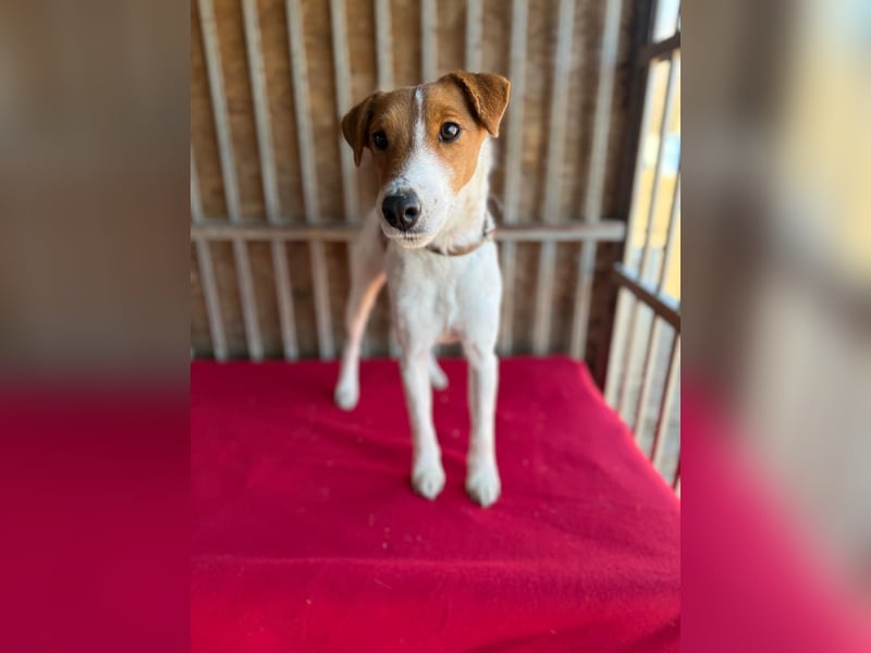 Ronja, Foxterrier-Mix, Hündin, ca. 4 Jahre, 39 cm, 9 kg