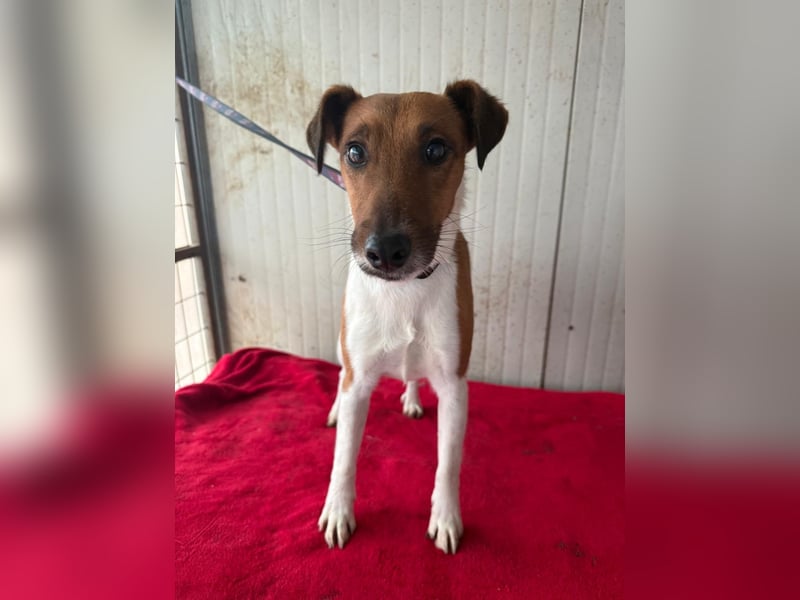 Milo, Glatthaar-Foxterrier-Mix, Rüde, geb. am 03.04.2022, 38 cm, 7,8 kg