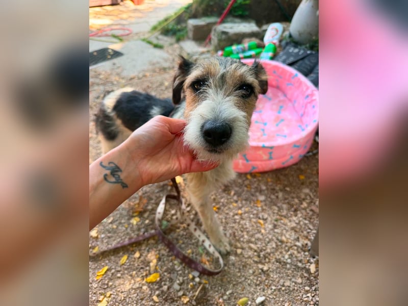 Milly, Foxterrier-Mix, Hündin, geb. am 02.05.2025, 37 cm, 12 kg