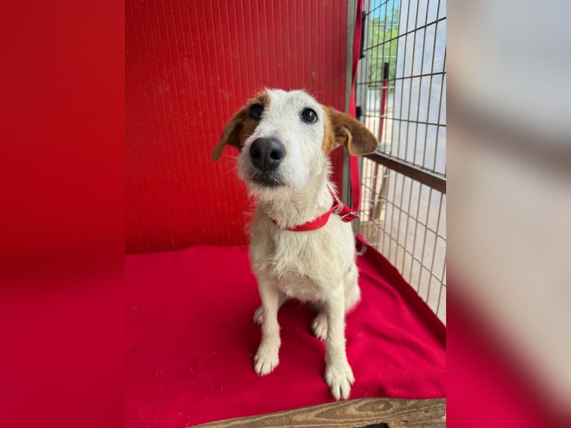Lotti, Foxterrier-Mix, Hündin, geb. am 01.01.2024, 40 cm, 10 kg