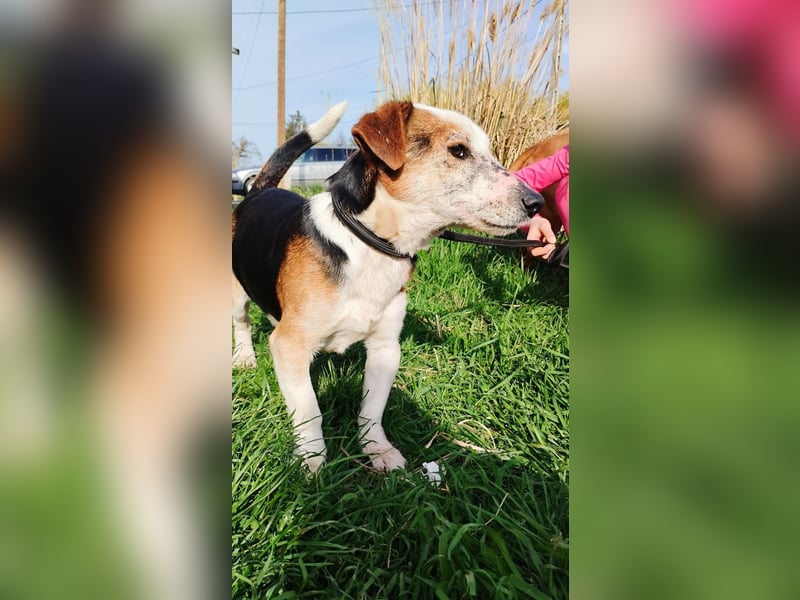 Foxi, Foxterrier-Mix, Rüde, ca. 10 Jahre, ca. 38 cm - Notfall -