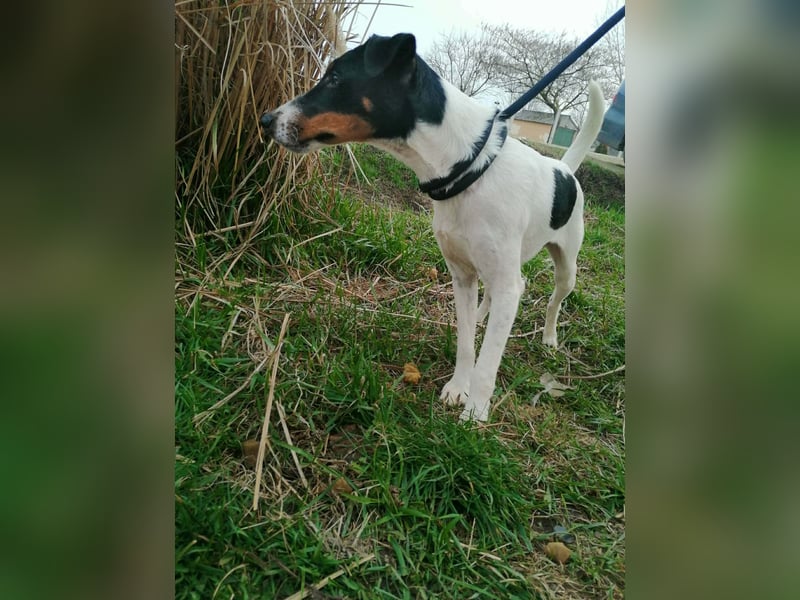 Norbi, Foxterrier, Rüde, ca. 1 Jahr, ca. 40 cm