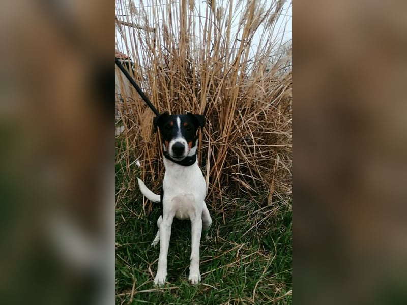 Norbi, Foxterrier, Rüde, ca. 6 Monate, ca. 40 cm
