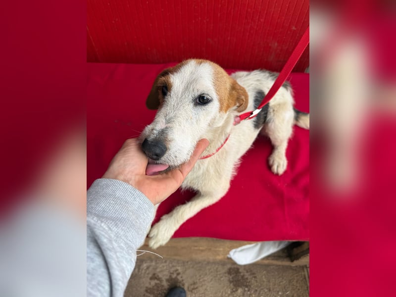 Lotti, Foxterrier-Mix, Hündin, geb. am 01.01.2024, 40 cm, 10 kg