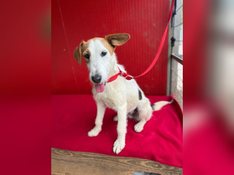 Lotti, Foxterrier-Mix, Hündin, geb. am 01.01.2024, 40 cm, 10 kg