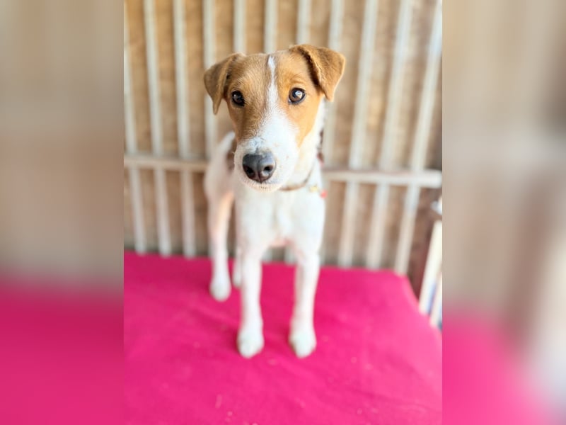 Ronja, Foxterrier-Mix, Hündin, ca. 4 Jahre, 39 cm, 9 kg