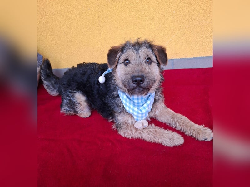 Teddy, Foxterrier-Mix, Rüde, ca. 1 Jahr, ca. 38 cm, 8,5 kg