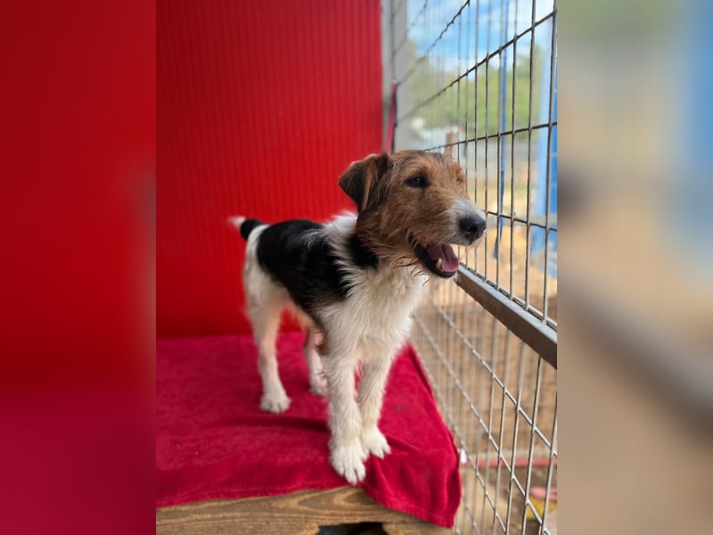 Rocky, Foxterrier, Rüde, geb. 03.04.2019, 40 cm, 10 kg