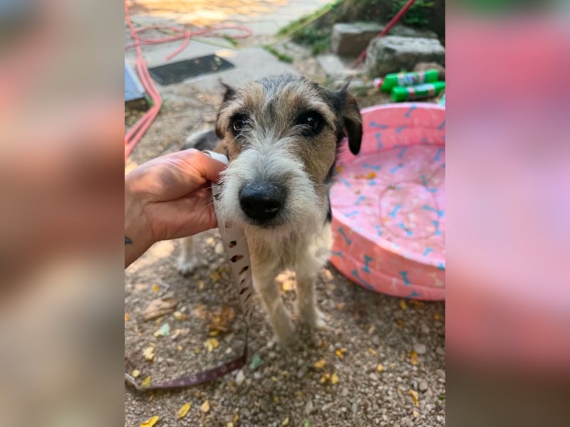 Milly, Foxterrier-Mix, Hündin, geb. am 02.05.2025, 37 cm, 12 kg