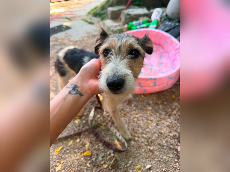 Milly, Foxterrier-Mix, Hündin, geb. am 02.05.2025, 37 cm, 12 kg