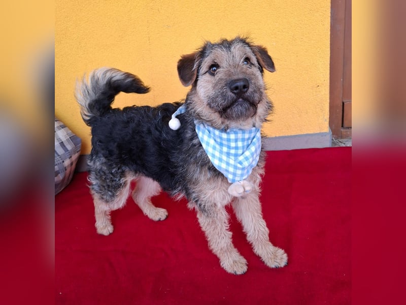 Teddy, Foxterrier-Mix, Rüde, ca. 1 Jahr, ca. 38 cm, 8,5 kg