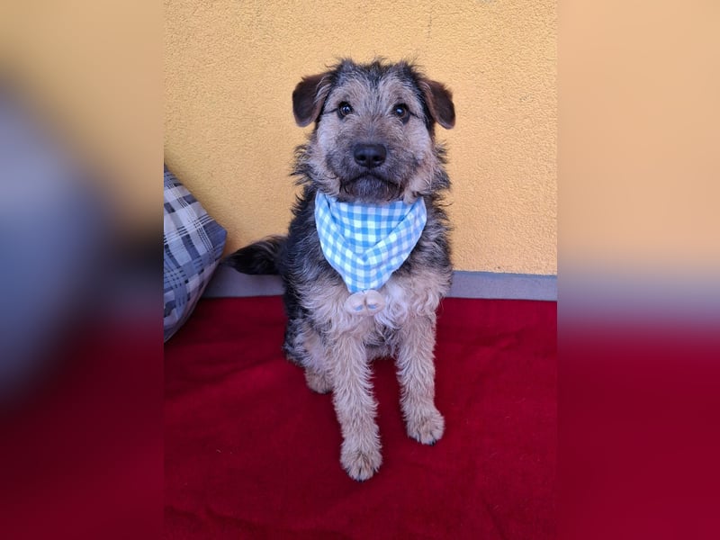 Teddy, Foxterrier-Mix, Rüde, ca. 1 Jahr, ca. 38 cm, 8,5 kg