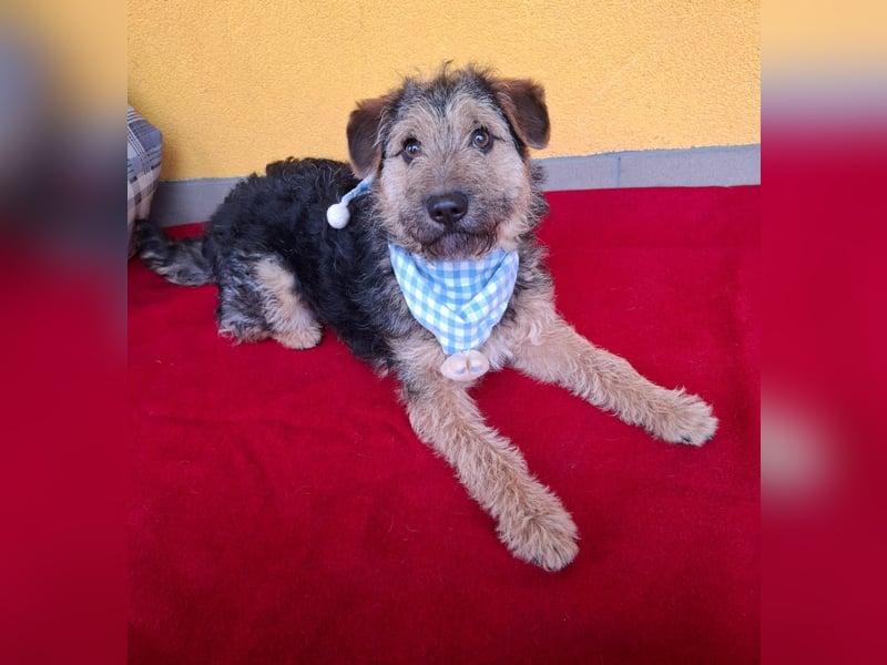 Teddy, Foxterrier-Mix, Rüde, ca. 1 Jahr, ca. 38 cm, 8,5 kg