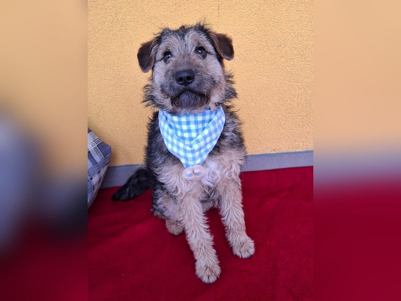 Teddy, Foxterrier-Mix, Rüde, ca. 1 Jahr, ca. 38 cm, 8,5 kg