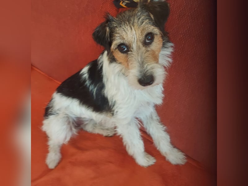Milly, Foxterrier-Mix, Hündin, geb. am 02.05.2025, 37 cm, 12 kg
