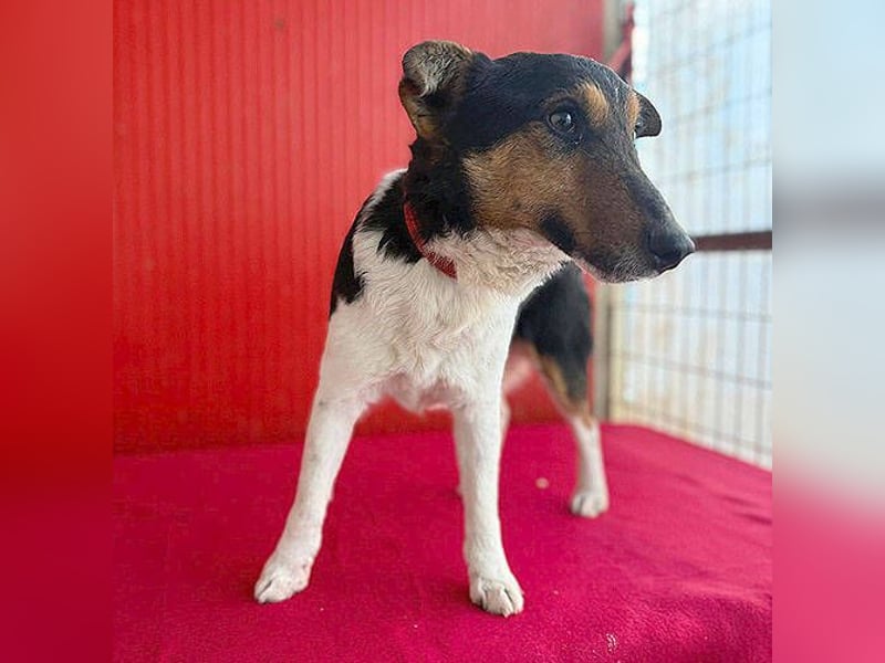 Joey, Glatthaar-Foxterrier, Rüde, 2,5 Jahre, 35 cm