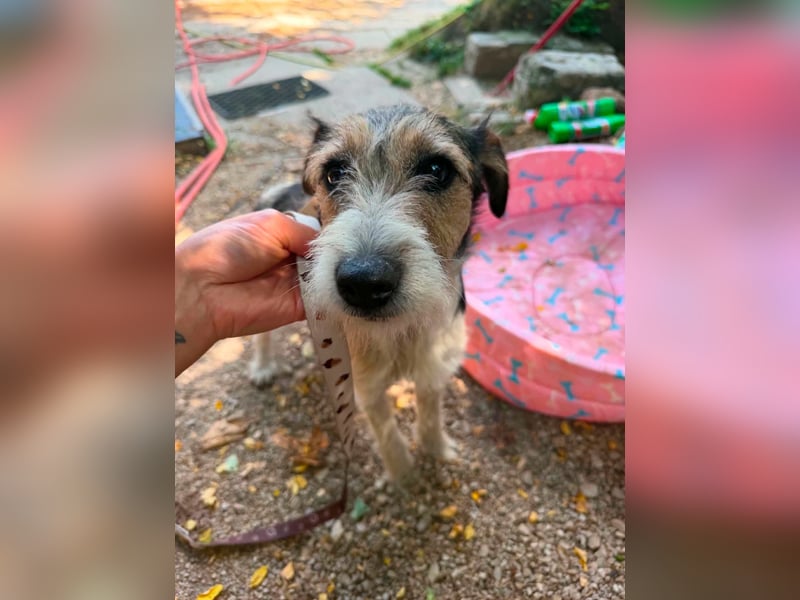 Milly, Foxterrier-Mix, Hündin, geb. am 02.05.2025, 37 cm, 12 kg