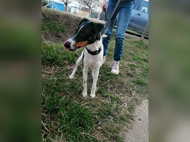 Norbi, Foxterrier, Rüde, ca. 1 Jahr, ca. 40 cm