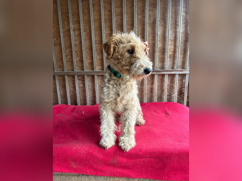 Folti, Foxterrier, Rüde, geb. am 20.01.2025, 40 cm, 10 kg