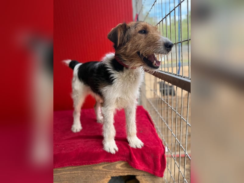 Rocky, Foxterrier, Rüde, geb. 03.04.2019, 40 cm, 10 kg