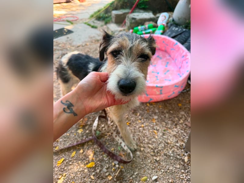 Milly, Foxterrier-Mix, Hündin, geb. am 02.05.2025, 37 cm, 12 kg