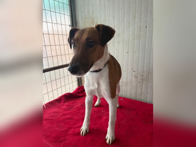 Milo, Glatthaar-Foxterrier-Mix, Rüde, geb. am 03.04.2022, 38 cm, 7,8 kg