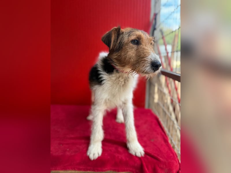 Rocky, Foxterrier, Rüde, geb. 03.04.2019, 40 cm, 10 kg