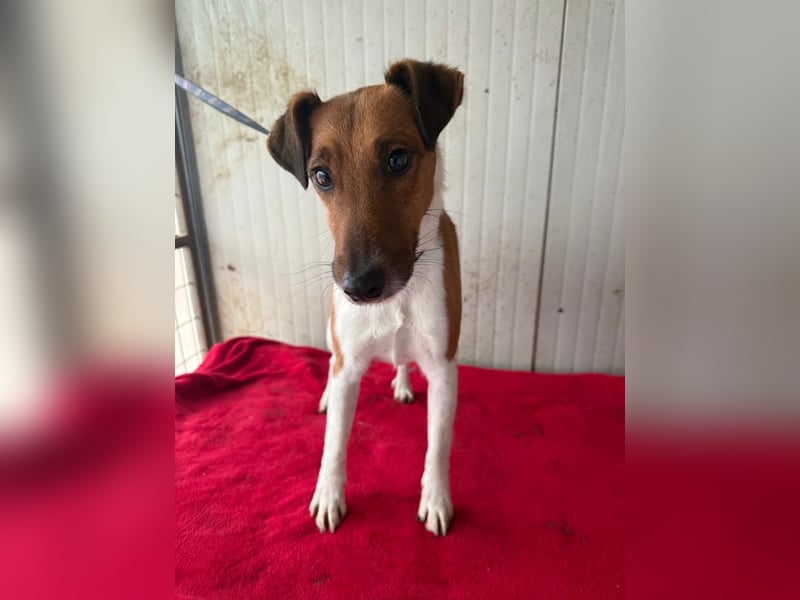 Milo, Glatthaar-Foxterrier-Mix, Rüde, geb. am 03.04.2022, 38 cm, 7,8 kg