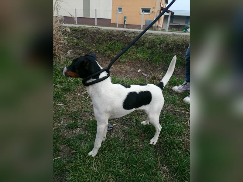 Norbi, Foxterrier, Rüde, ca. 1 Jahr, ca. 40 cm