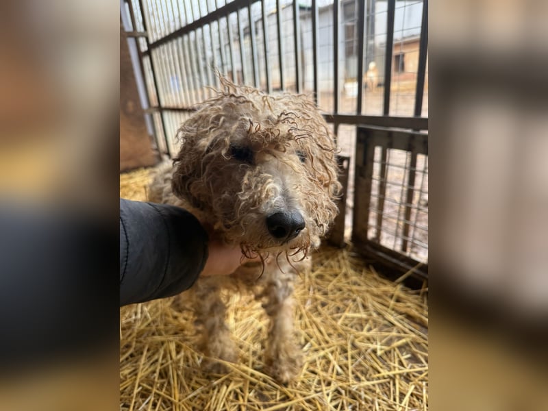 Ficko, Foxterrier-Mix, Rüde, geb. am 03.04.2019, 40 cm