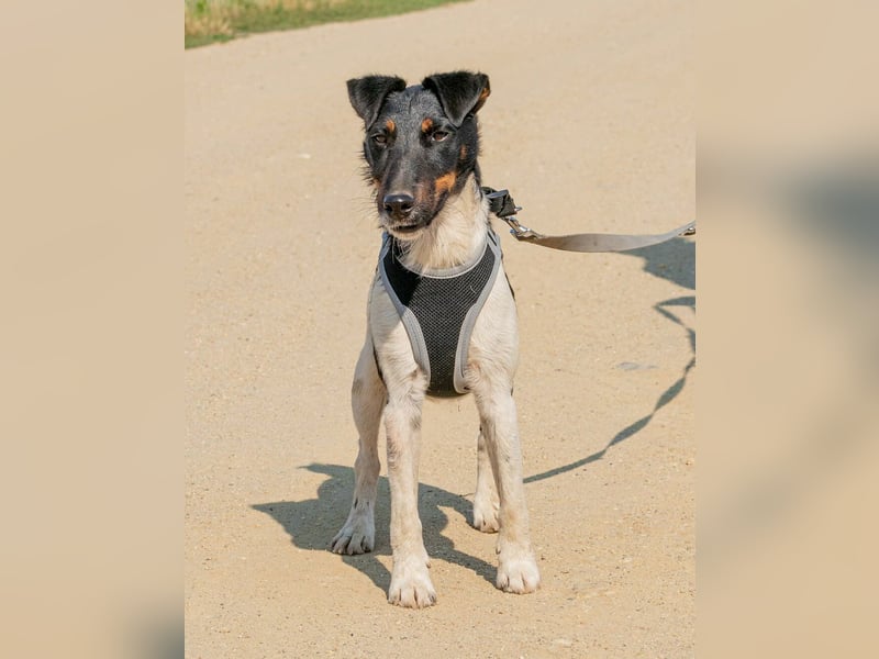 Bolt, der kleine Foxterrier-Mix mit Pfeffer im Hintern
