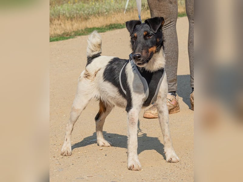 Bolt, der kleine Foxterrier-Mix mit Pfeffer im Hintern