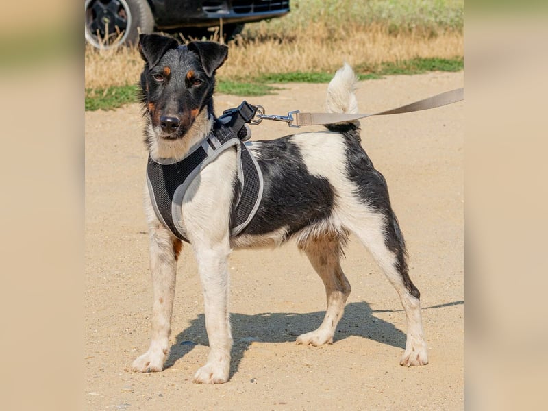 Bolt, der kleine Foxterrier-Mix mit Pfeffer im Hintern