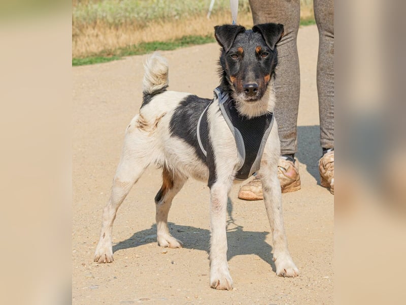 Bolt, der kleine Foxterrier-Mix mit Pfeffer im Hintern