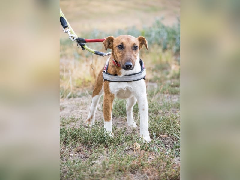 Joker - ein echter Foxi