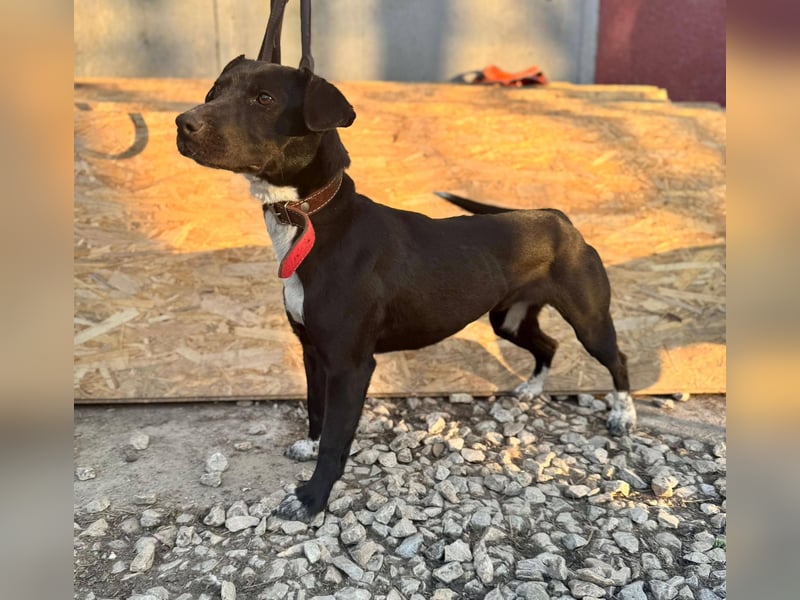 SUKI ca. 18 mon. agile, sportliche Terrier- Mischlingshündin