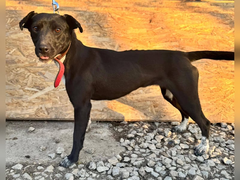 SUKI ca. 18 mon. agile, sportliche Terrier- Mischlingshündin