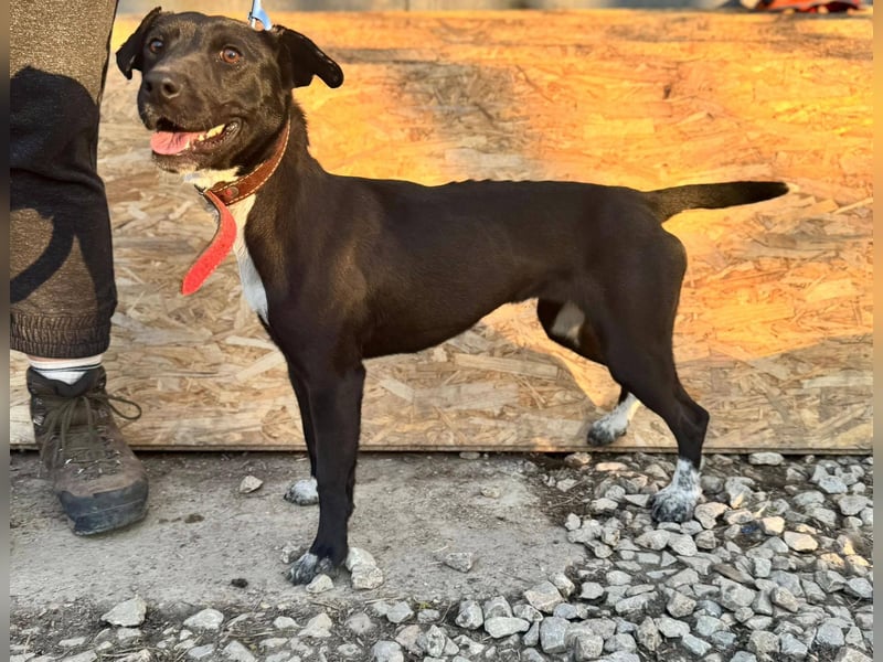 SUKI ca. 18 mon. agile, sportliche Terrier- Mischlingshündin