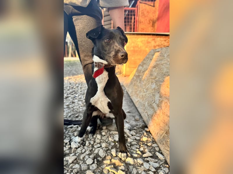 SUKI ca. 18 mon. agile, sportliche Terrier- Mischlingshündin