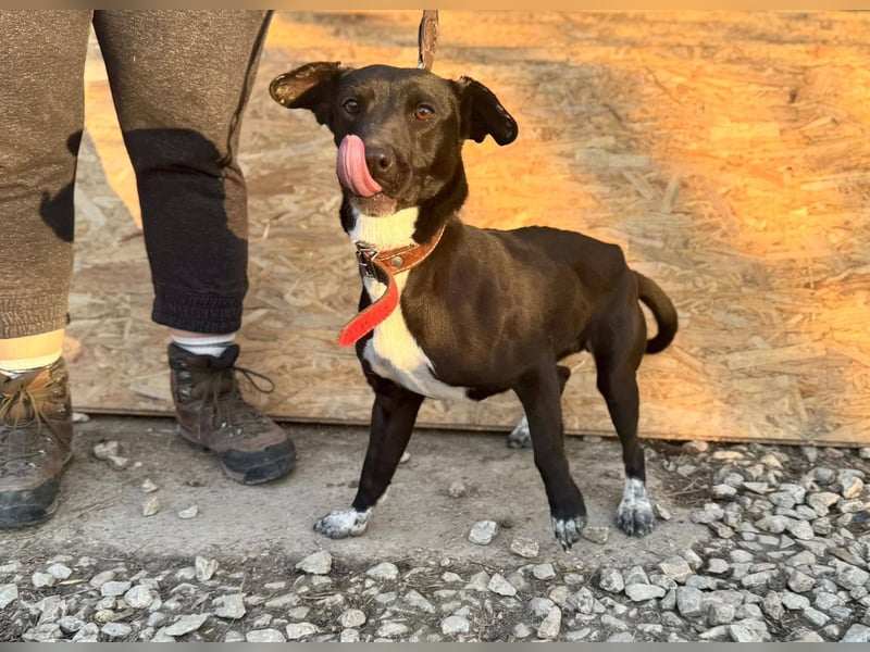 SUKI ca. 18 mon. agile, sportliche Terrier- Mischlingshündin