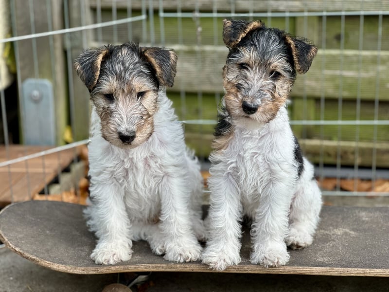 Foxterrier ( Drahthaar)