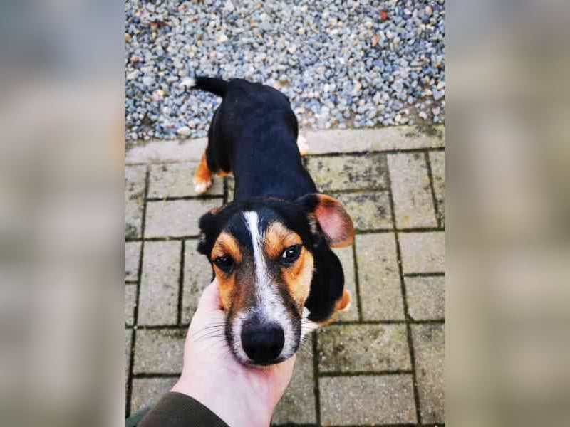 Lolka, Foxterriermischling, geb. 2025, su. sportl. Besitzer