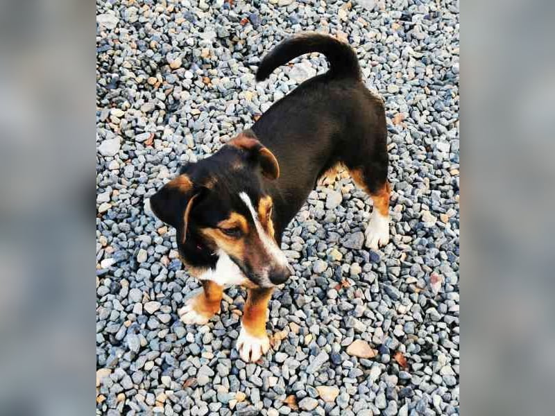 Lolka, Foxterriermischling, geb. 2025, su. sportl. Besitzer