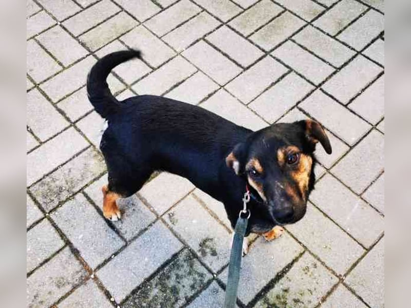 Bolka, Foxterriermischling, geb. 2025, sucht aktives Zuhause