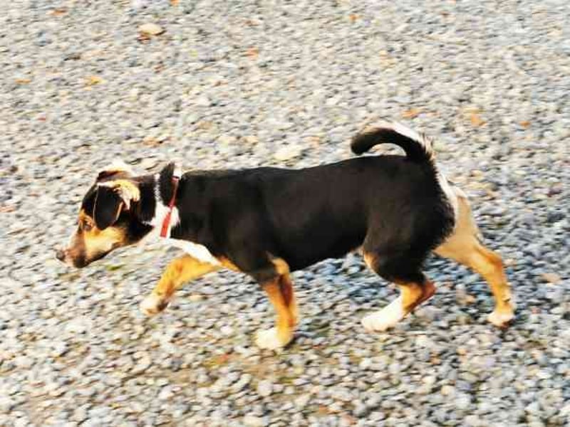 Lolka, Foxterriermischling, geb. 2025, su. sportl. Besitzer