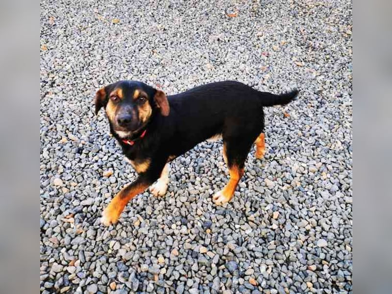 Bolka, Foxterriermischling, geb. 2025, sucht aktives Zuhause