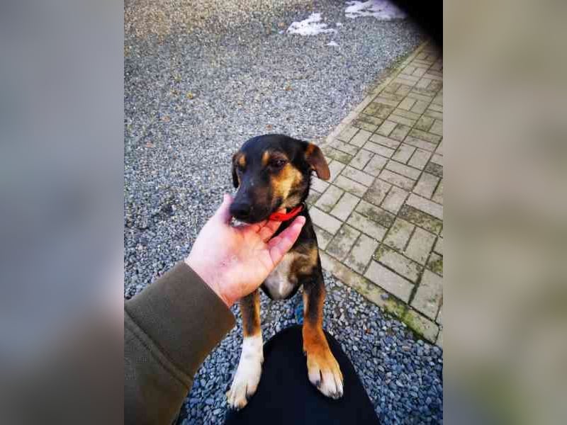 Bolka, Foxterriermischling, geb. 2025, sucht aktives Zuhause