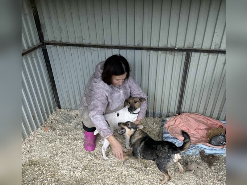 Dodo, süße Hundemama freut sich auf aktive Familie